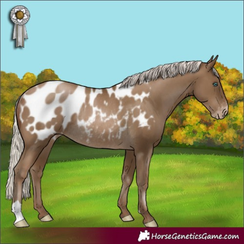 Horse Color:Gray Silver Smoky Black Pearl Appaloosa Rabicano 