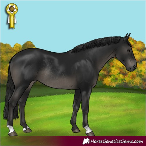 Horse Color:Gray Smoky Black Rabicano 