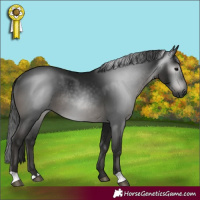 Horse Color:Gray Smoky Black Rabicano 