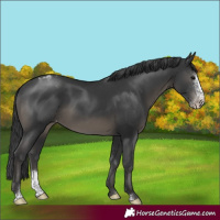 Horse Color:Black Sabino Appaloosa