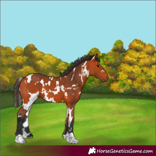 Horse Color:White Spotted Bay