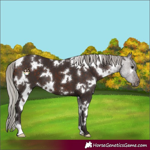 Horse Color:White Spotted Silver Brown