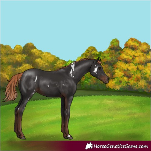 Horse Color:White Spotted Liver Chestnut