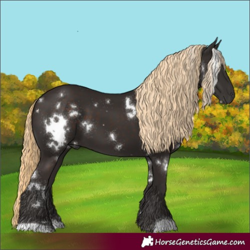 Horse Color:White Spotted Liver Chestnut