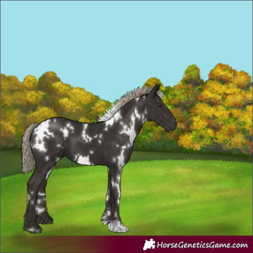 Horse Color:White Spotted Liver Chestnut