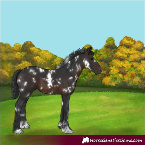 Horse Color:White Spotted Brown