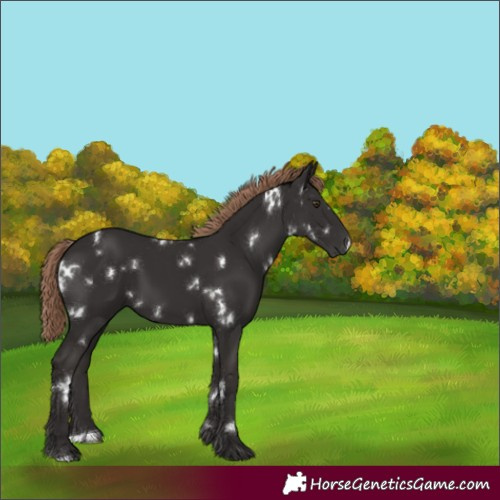 Horse Color:White Spotted Liver Chestnut