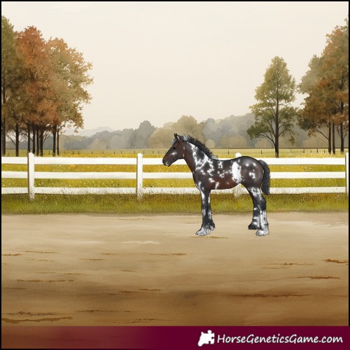 Horse Color:White Spotted Brown 