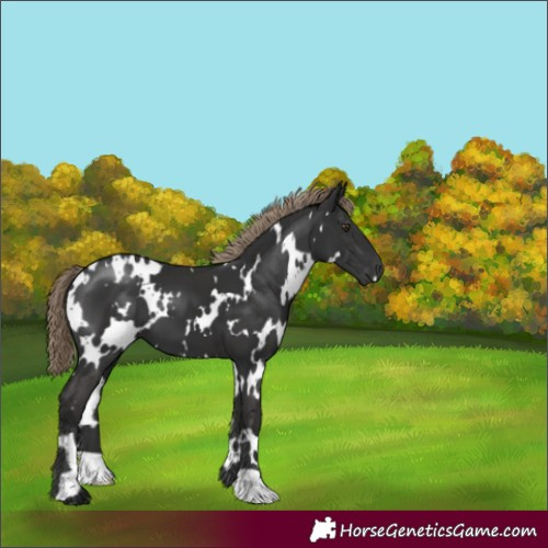 Horse Color:White Spotted Liver Chestnut