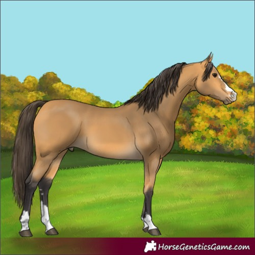 Horse Color:Buckskin 