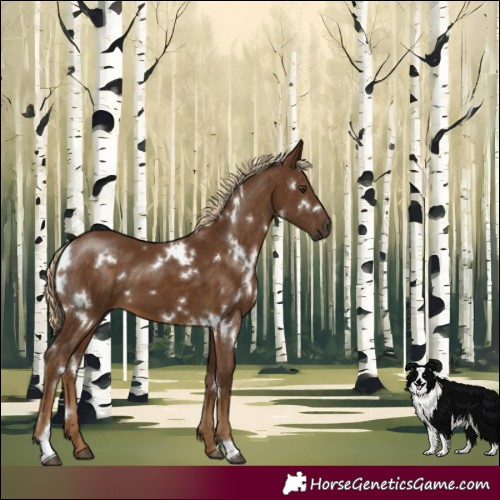 Horse Color:White Spotted Chocolate Palomino