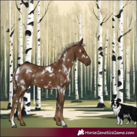 Horse Color:White Spotted Chocolate Palomino 