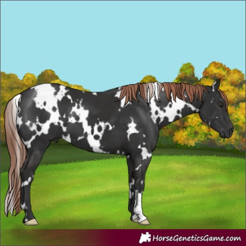 Horse Color:White Spotted Liver Chestnut 
