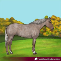 Horse Color:Silver Blue Roan 