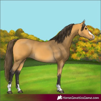 Horse Color:Buckskin