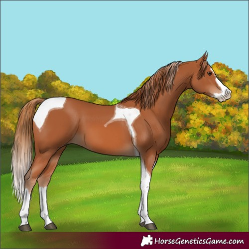 Horse Color:Unknown 