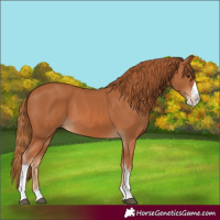 Horse Color:Chestnut Splash Tobiano 