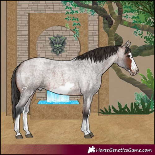 Horse Color:White Spotted Brown Roan Frame 