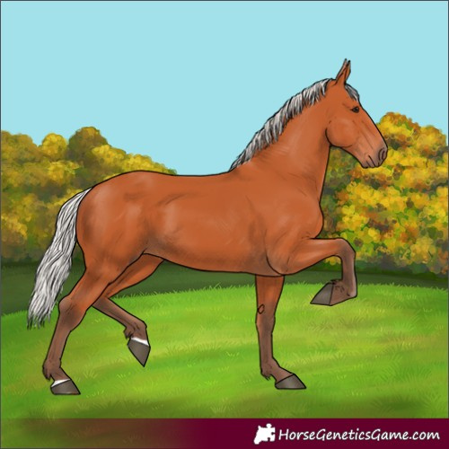 Horse Color:Silver Bay 