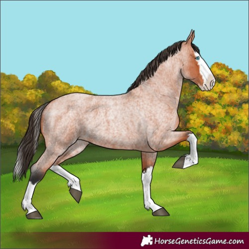 Horse Color:Bay Roan Splash 