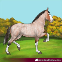 Horse Color:Bay Roan Splash 