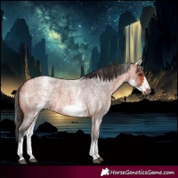 Horse Color:White Spotted Bay Roan Frame 