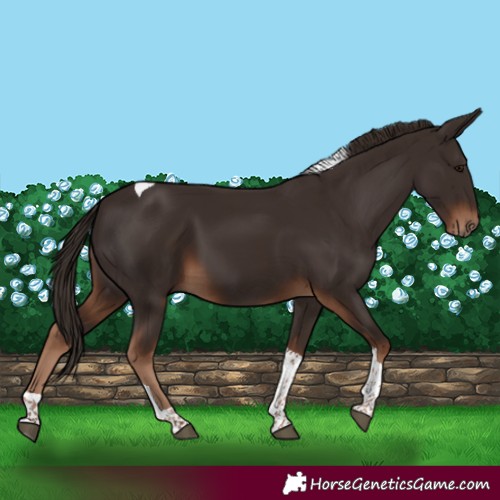 Horse Color:Liver Chestnut Tobiano 