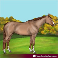 Horse Color:Red Dun 