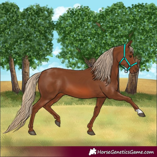 Horse Color:Chestnut 
