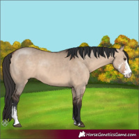 Horse Color:Brown Dun Sabino 