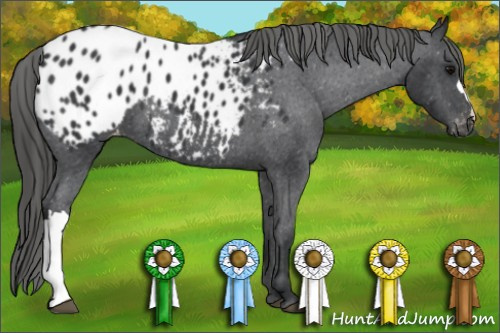 Horse Color:Black Appaloosa 