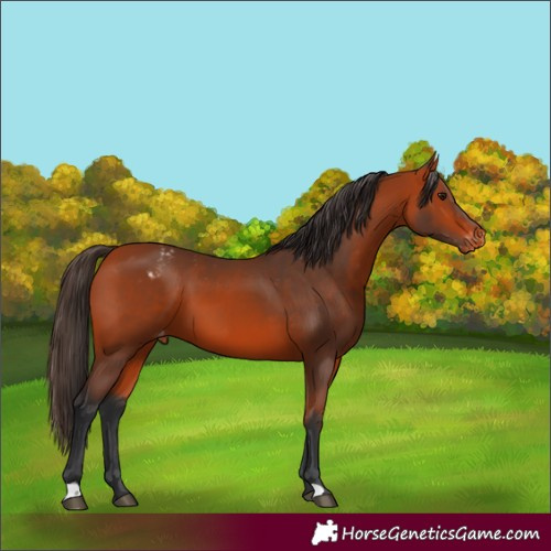 Horse Color:Bay Varnish 