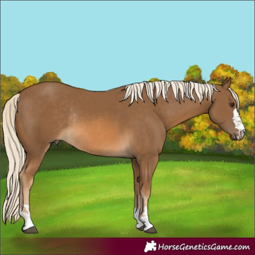 Horse Color:Chocolate Palomino Rabicano