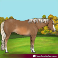 Horse Color:Chocolate Palomino Rabicano 