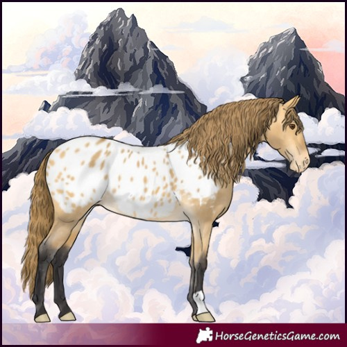 Horse Color:Buckskin Dun Appaloosa 