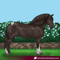 Horse Color:Liver Chestnut Tobiano