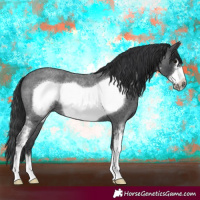 Horse Color:Blue Roan Sabino Frame 