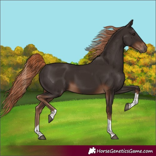 Horse Color:Liver Chestnut Tobiano