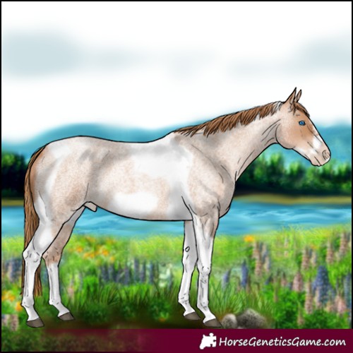Horse Color:Red Roan Pearl Tobiano Frame 