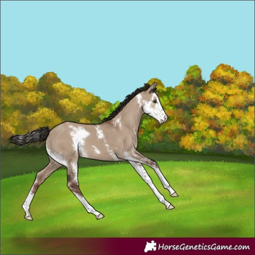 Horse Color:Liver Red Dun Sabino 