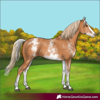 Horse Color:White Spotted Chestnut Splash
