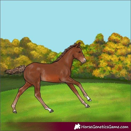 Horse Color:Chestnut Rabicano 