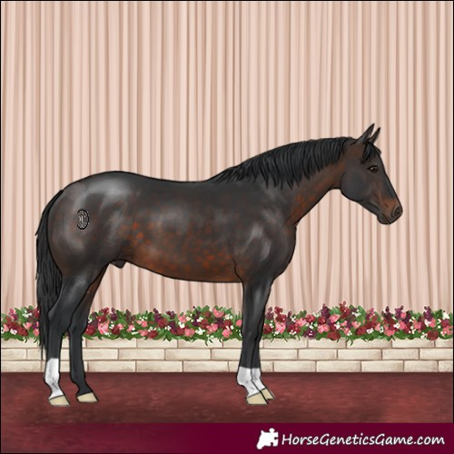 Horse Color:Brown 
