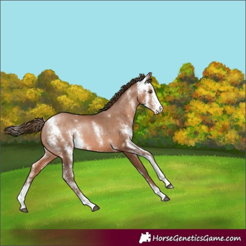 Horse Color:Brown Pearl Sabino 