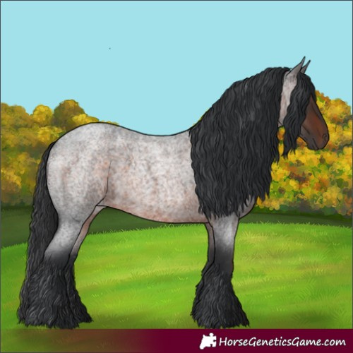 Horse Color:Brown Roan