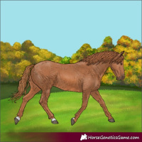 Horse Color:Chestnut 