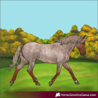 Horse Color:Red Roan