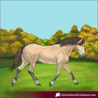 Horse Color:Buckskin 
