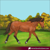 Horse Color:Bay 