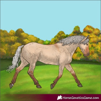 Horse Color:Silver Bay Dun